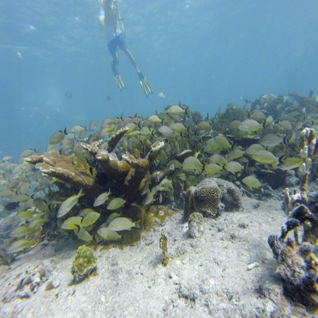 reef