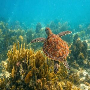snorkel arrecife