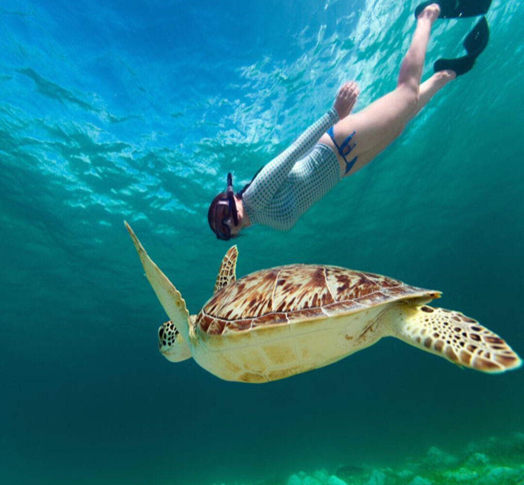 Snorkel Turtles sea