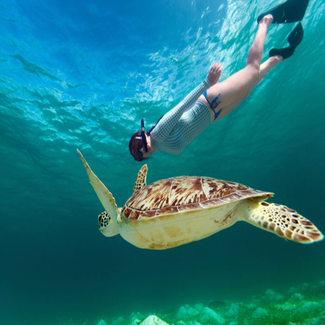 Snorkel Turtles sea