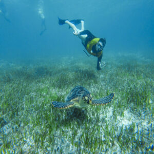 Snorkel with Turtle