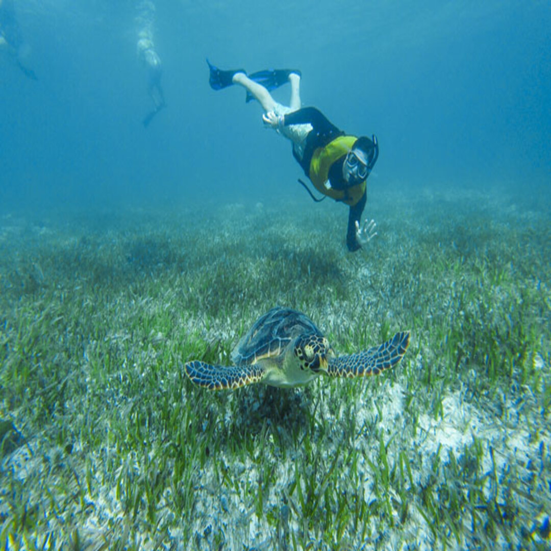 Snorkel with Turtle
