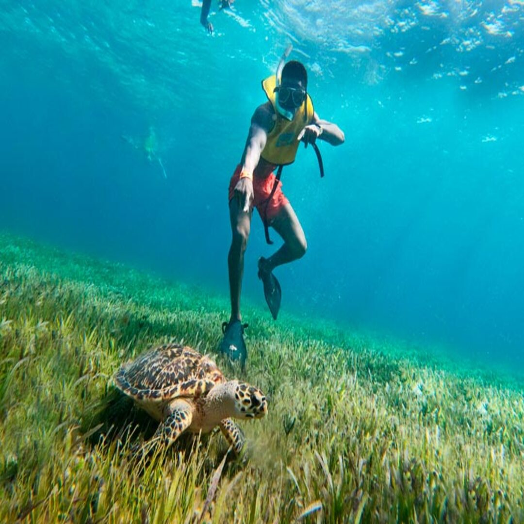 Snorkeling Turtles